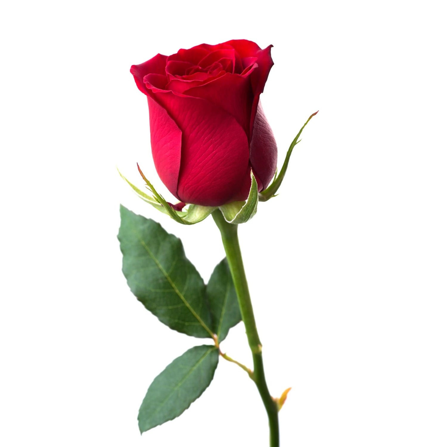 Rose - GulfStore.com
