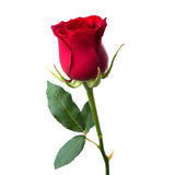 Rose - GulfStore.com